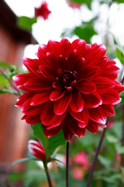 大きな赤い花クローズ アップと素敵な庭の背景 — ストック写真