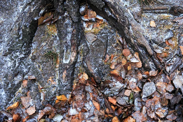 Зимова Концепція Коріння Старого Дерева Падаюче Листя Під Першим Снігом — стокове фото