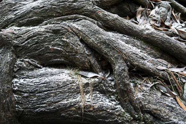Karın Altında Eski Ağaç Kökleri Olan Aşırı Yakın Plan — Stok fotoğraf