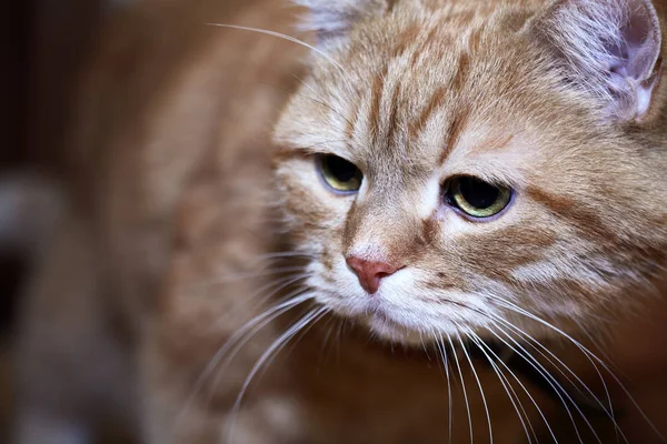 Mijn Gember Kat Portret Tegen Donkere Achtergrond — Stockfoto