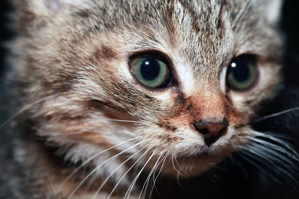 Nice Small Kitty Portrait Dark Background — Stock Photo, Image