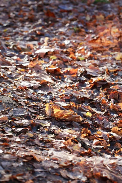 Осенний Фон Тропинка Падающими Листьями — стоковое фото