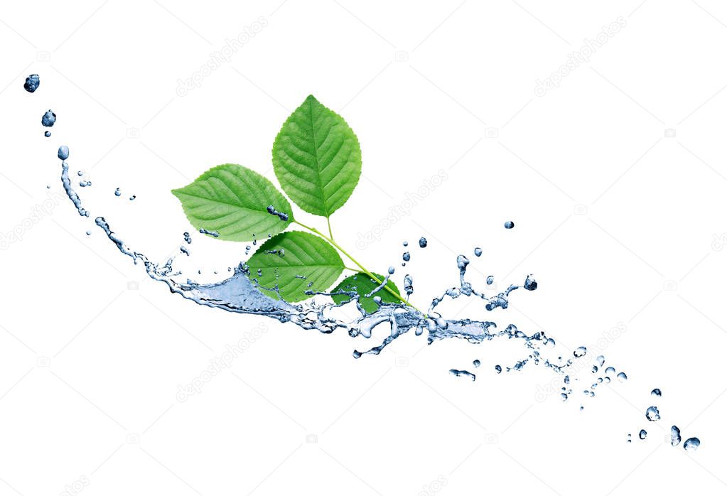 Green Leaves On Water