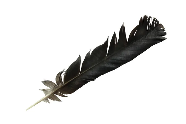 Feather On White — Stock Photo, Image