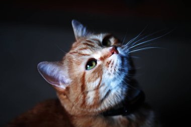 zencefil kedi portre