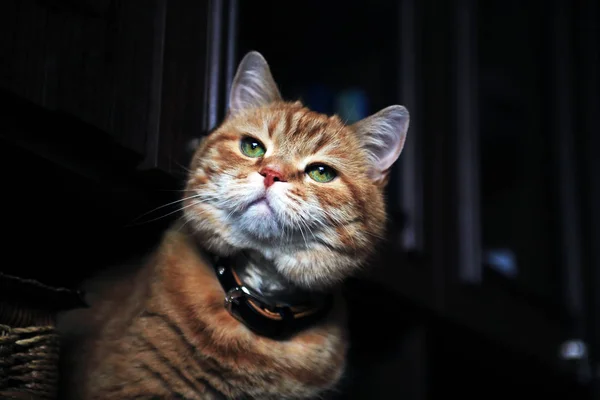 Gyömbér macska portré — Stock Fotó