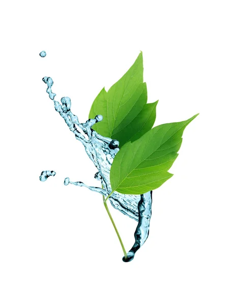 Green Leaves On Water — Stock Photo, Image