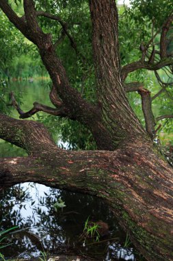 Nehir yakınındaki eski Osier