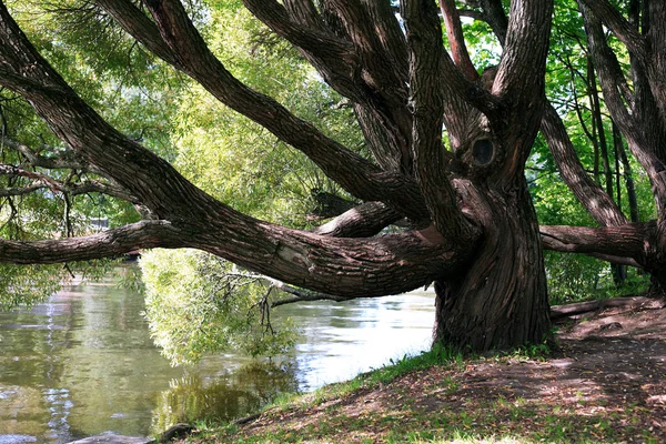 Alte Osier in der Nähe des Flusses — Stockfoto