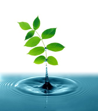 Taze yeşil yapraklar, beyaz arkaplanda su sıçraması.