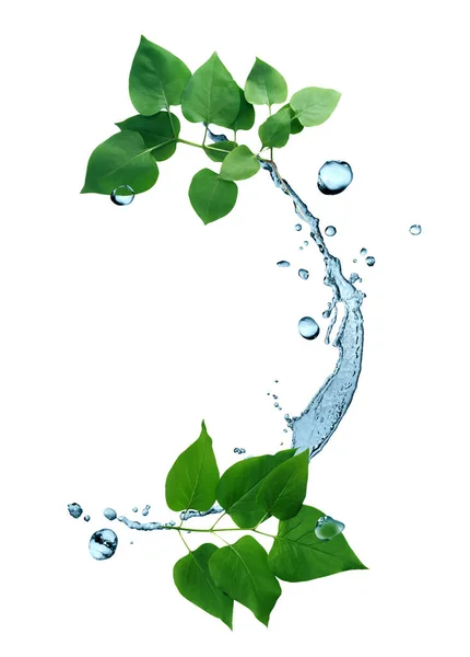 Świeżość Zielone Liście Wodą Splash Białym Tle — Zdjęcie stockowe