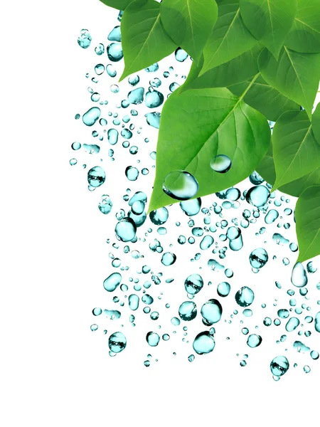 Conceito Chuva Verão Frescura Folhas Verdes Fundo Com Gotas Água — Fotografia de Stock