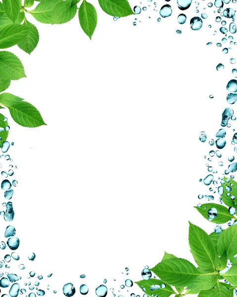 夏季雨的概念 背景上绿叶鲜绿 水滴为框架 — 图库照片