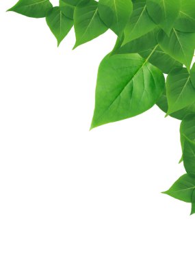 Taze yeşil yapraklardan yapılmış güzel bir sınır.