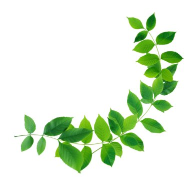 Beyaz arkaplan üzerinde sınır olarak güzel yeşil yapraklar bileşimi