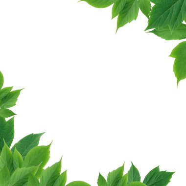 Beyaz arkaplanda resim çerçevesi olarak güzel yeşil yapraklar