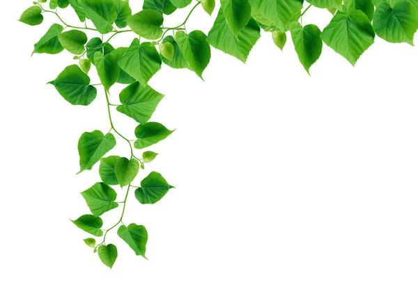 Schöner Grüner Efeu Voller Blüte Als Rand Auf Weißem Hintergrund — Stockfoto