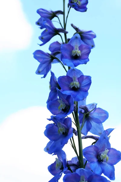 Літнє Садівництво Гарна Блакитна Квітка Високій Парі Проти Неба — стокове фото