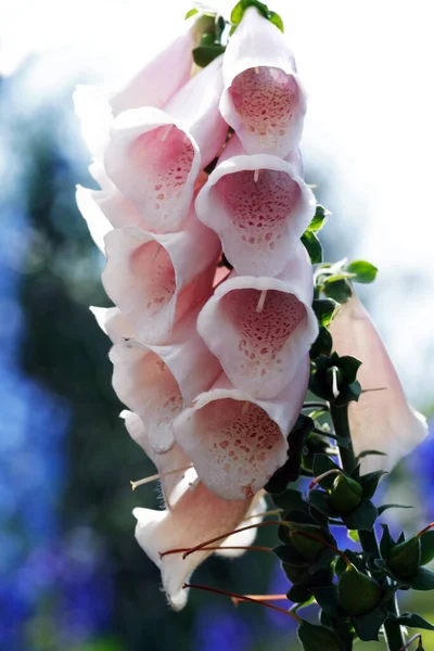 Sommarträdgårdsarbete Fin Rosa Blomma Hög Ånga Mot Naturen Bakgrund — Stockfoto