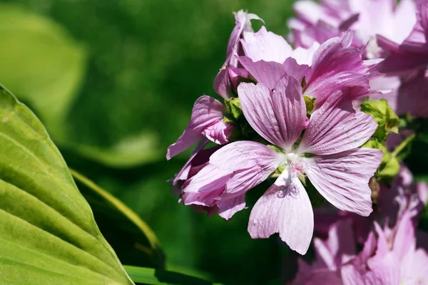 Summer Gardening Nice Pink Flower High Steam Nature Background — Stock Photo, Image