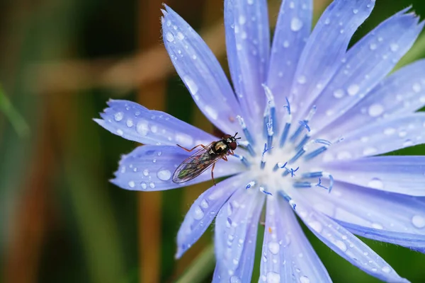 Small Insect Nice Blue Wildflower Rain — Stock Photo, Image