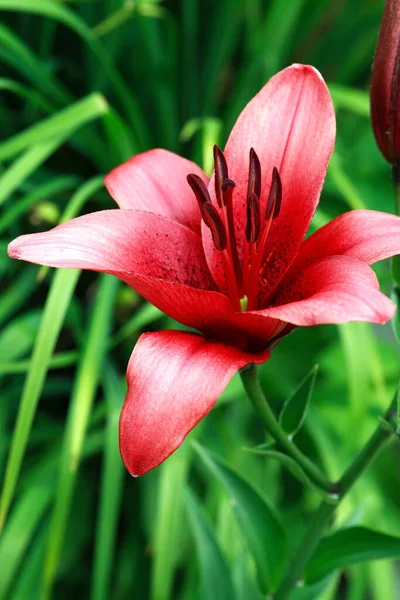 夏天园艺 以漂亮的红色百合花为背景的布景 — 图库照片