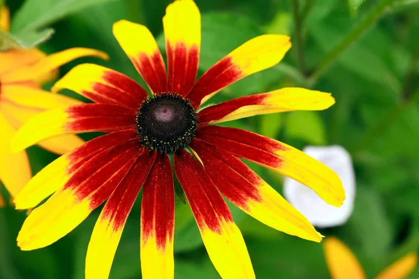 Jardinagem Verão Fechar Flor Vermelha Amarela Agradável — Fotografia de Stock