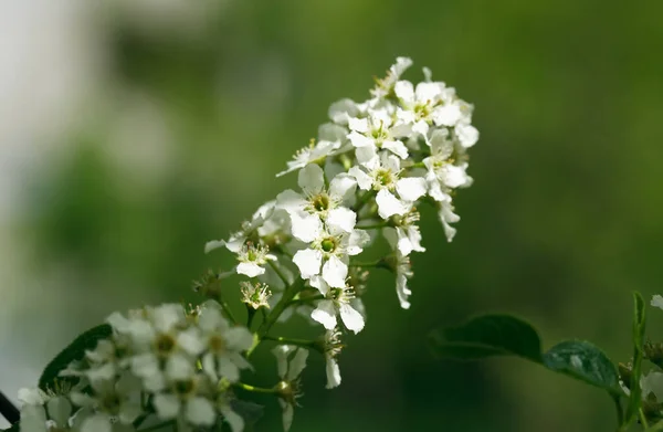 Joli Oiseau Blanc Fleurs Cerisier Fleurissent Printemps — Photo