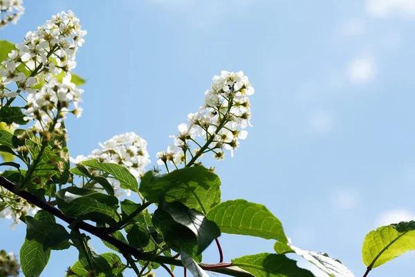 Joli Oiseau Blanc Fleurs Cerisier Fleurissent Printemps — Photo