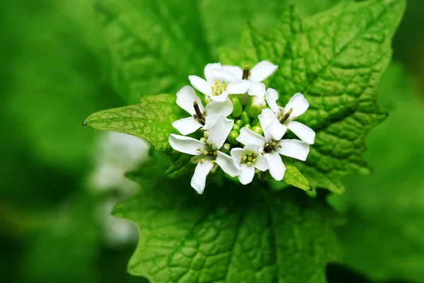 Nice Pequenas Flores Brancas Contra Fundo Folhas Verdes — Fotografia de Stock