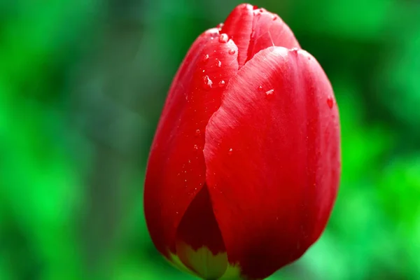 Primer Plano Bonita Cabeza Tulipán Rojo Contra Fondo Las Hojas — Foto de Stock