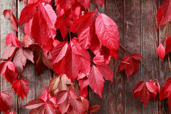 Ładne Tło Czerwonymi Jesiennymi Liśćmi Drewnianym Ogrodzeniu — Zdjęcie stockowe