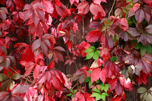 Beau Fond Avec Des Feuilles Automne Rouges Sur Une Clôture — Photo