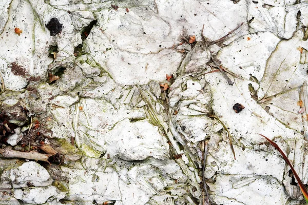 精美的抽象天然灰石背景的极端特写 免版税图库照片
