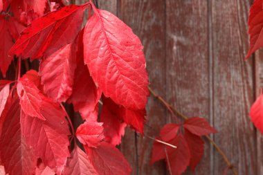 Ahşap çitlerde kırmızı sonbahar yaprakları olan güzel bir arka plan.