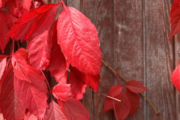 Szép Háttér Piros Őszi Levelek Kerítés — Stock Fotó