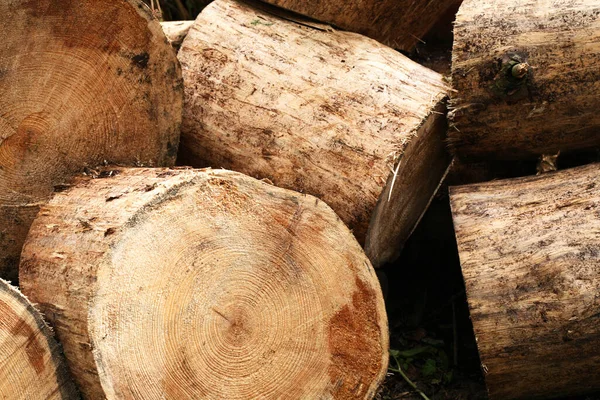 Wooden Background Lot Freshly Sawn Logs Closeup — Stock Photo, Image