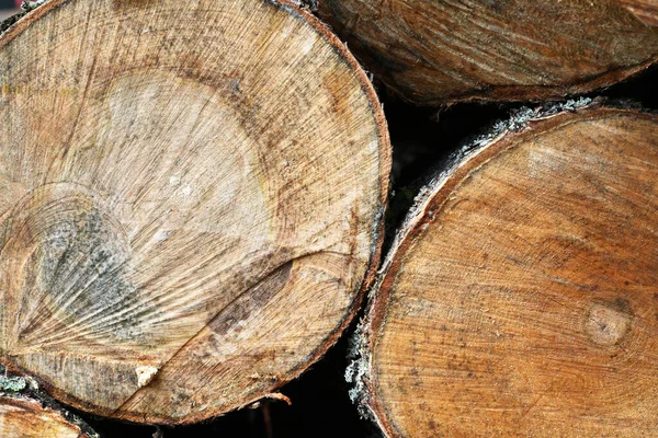 Trä Bakgrund Tvärsnitt Ett Träd Extrem Närbild — Stockfoto