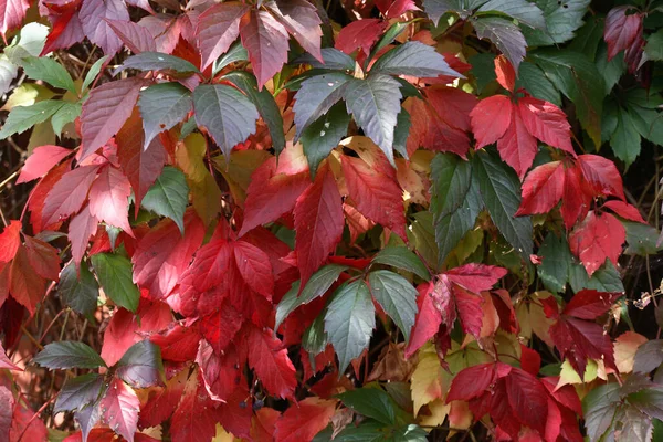 Schöner Hintergrund Mit Verschiedenen Bunten Herbstblättern Stockbild