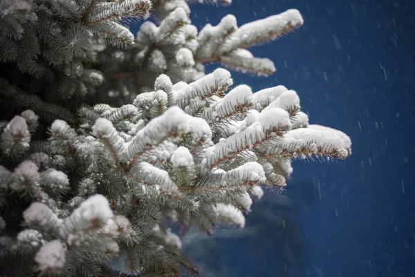 Piękny Świerk Parku Pokryte Śniegiem Tło — Zdjęcie stockowe
