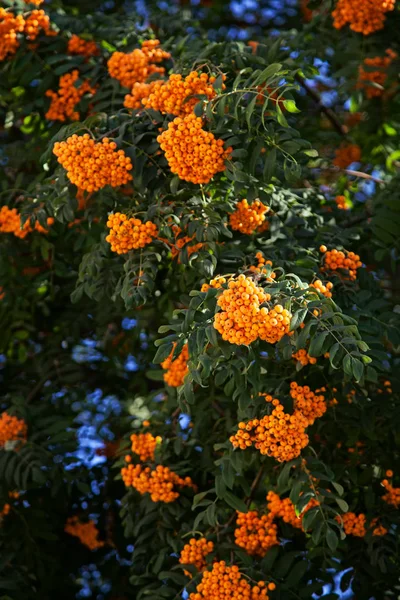 Beautiful Rowan Tree Orange Berry Background — Stock Photo, Image