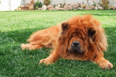 güzel kırmızı köpek yemi çim üzerinde yalan