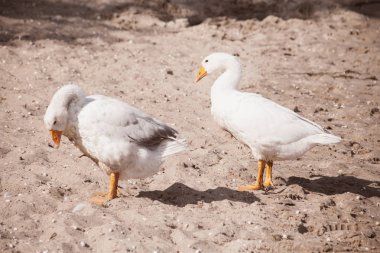 Sahilde, açık iki beyaz kaz