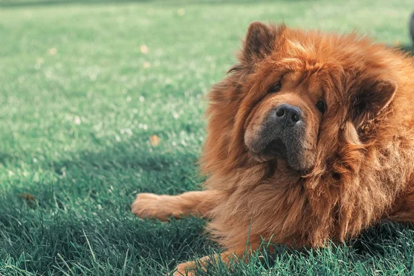 Mooie Rode Hond Chow Liggen Het Gras — Stockfoto