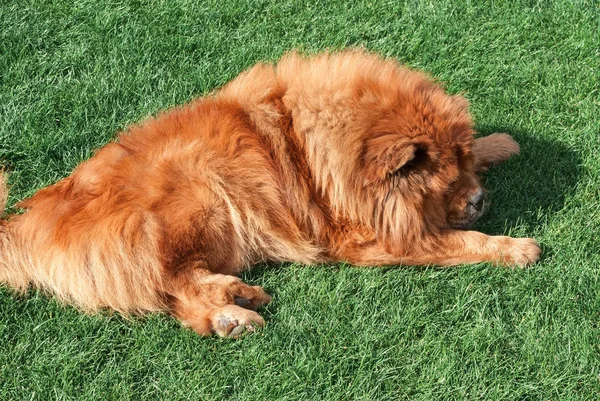 Beautiful Red Dog Chow Lying Grass — Stock Photo, Image