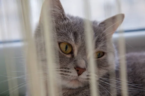 Portrait Beautiful Gray Striped Cat — Stock Photo, Image