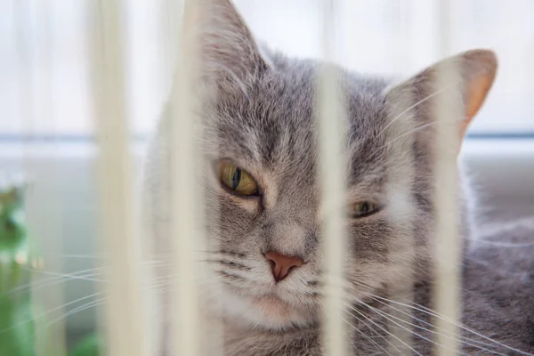 Portrait Beautiful Gray Striped Cat — Stock Photo, Image