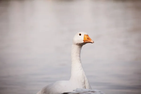 Bílá Husa Vody Venku — Stock fotografie