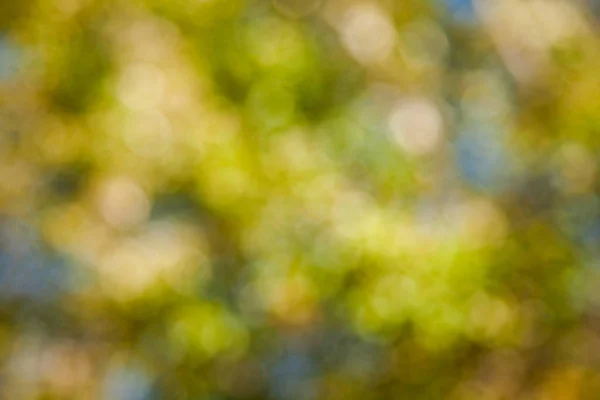 Mooie Natuurlijke Achtergrond Herfst Bokeh — Stockfoto