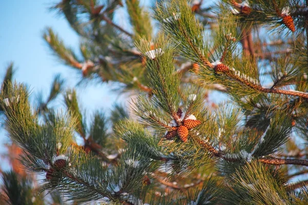 Albero di abete — Foto Stock